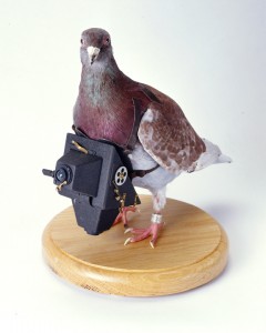 Camera Pigeon